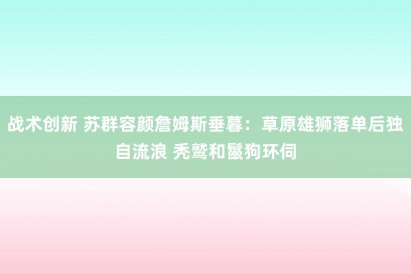 战术创新 苏群容颜詹姆斯垂暮：草原雄狮落单后独自流浪 秃鹫和鬣狗环伺